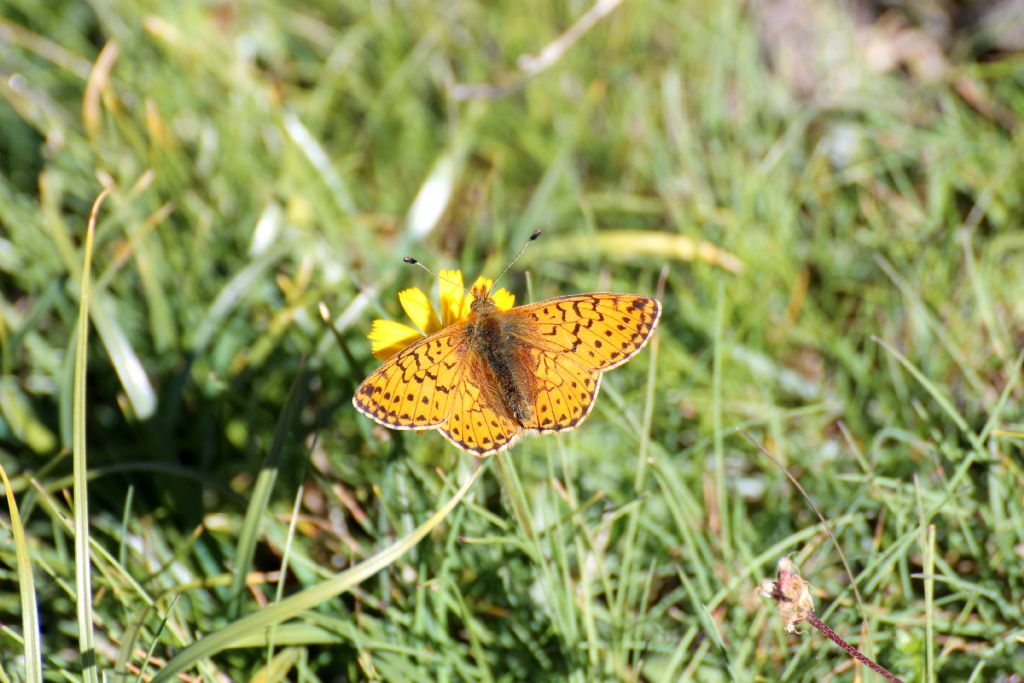 E questa? Boloria sp.